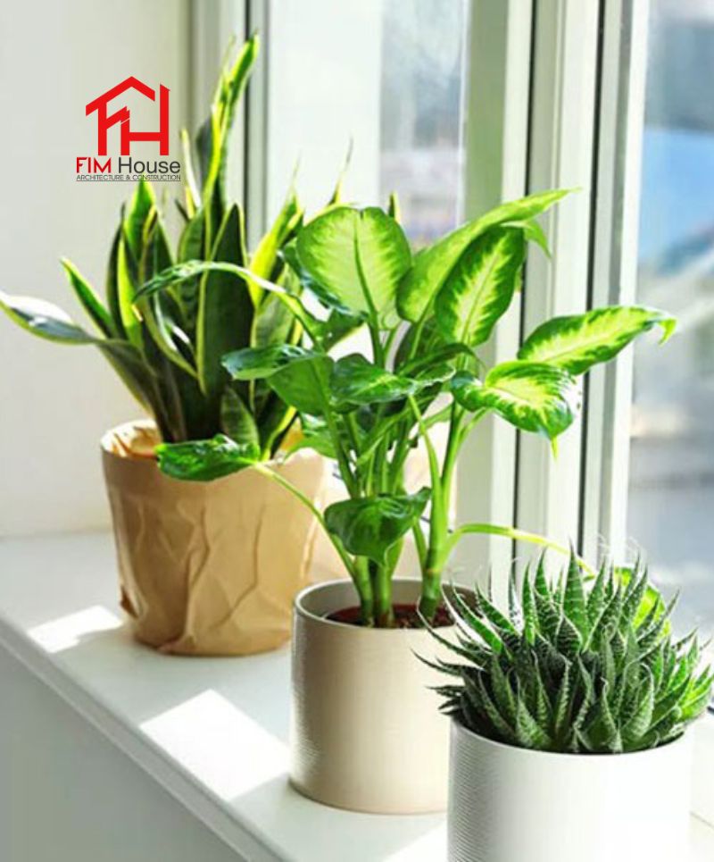 cây xanh trang trí nhà
