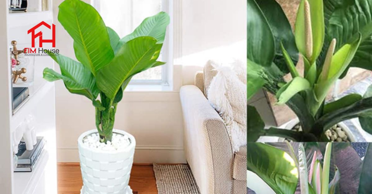 Cây đại phú gia