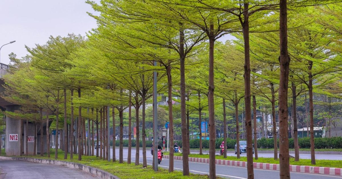 cây bàng đài loan