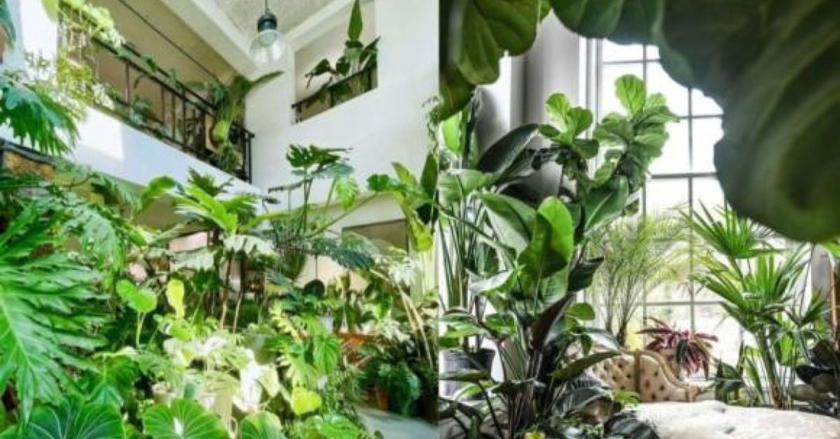 cây xanh phát triển tốt