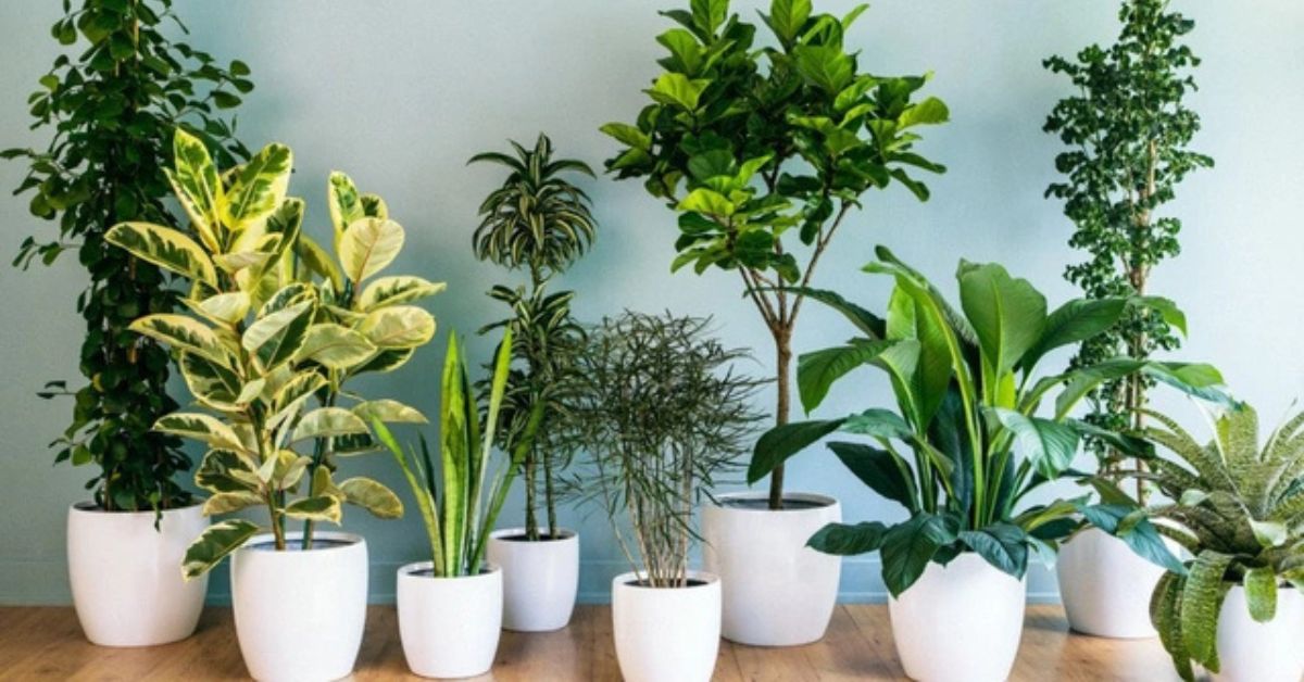 trồng cây xanh hợp phong thủy